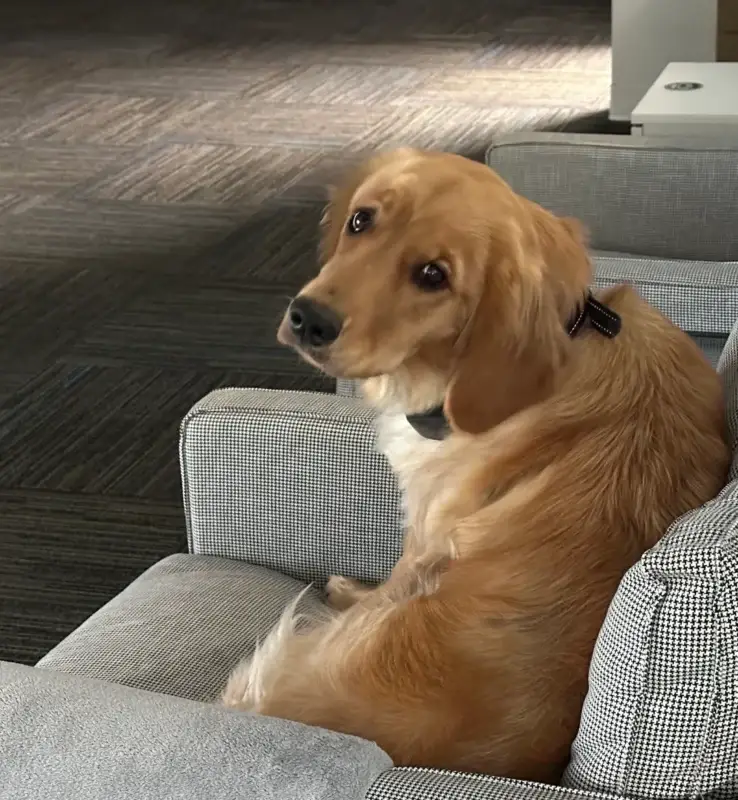 Dog in the ID90 Travel Dallas office.