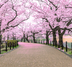 Pink cherry blossoms in full bloom lining a park pathway in Tokyo during spring