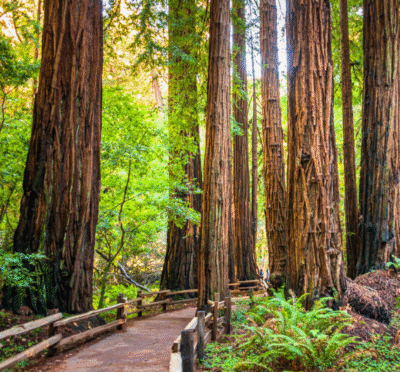 Visitors walking among towering redwood trees in Muir Woods National Monument