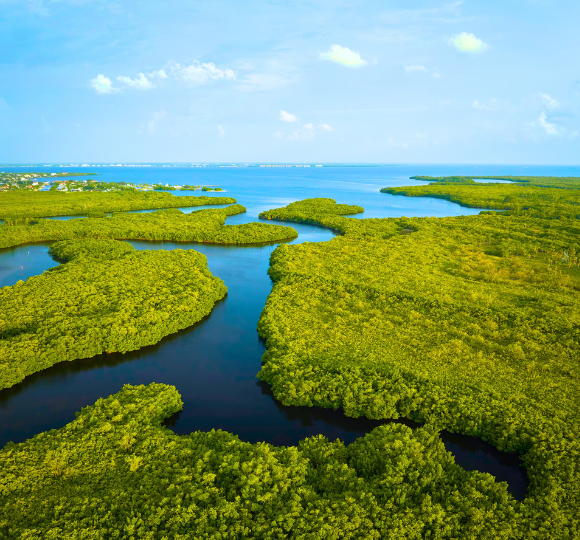 Lush wetlands of Everglades National Park with tall grasses and calm waterways