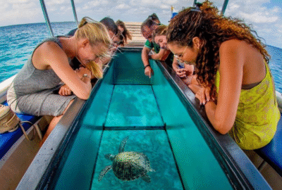 Group watching sea turtles from a boat tour