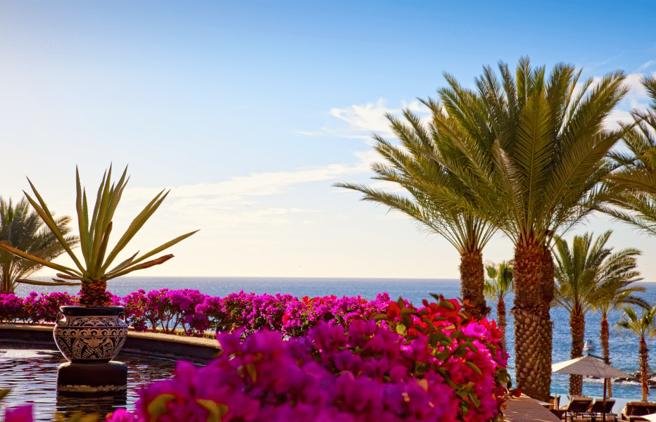 Bright purple flowers framing a sandy beach and turquoise ocean