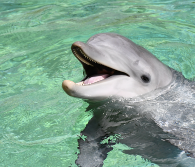 Visitors swimming with dolphins in clear blue water during an interactive experience