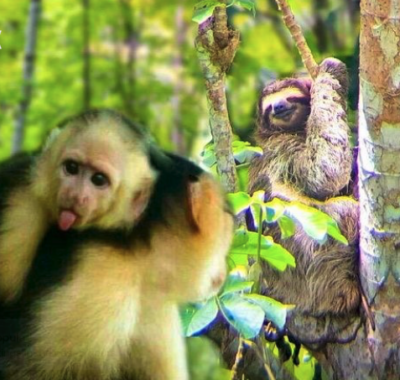Monkey tour in the Panama Canal area with monkeys seen in the tropical rainforest.