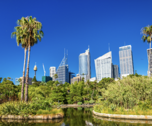 Palm trees lining a Sydney street with modern city buildings in the background