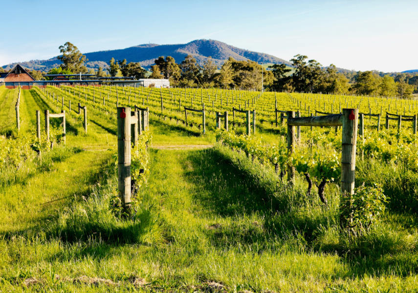Winery landscape with rolling hills near Melbourne