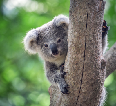 Penguin and koala wildlife experience near Melbourne