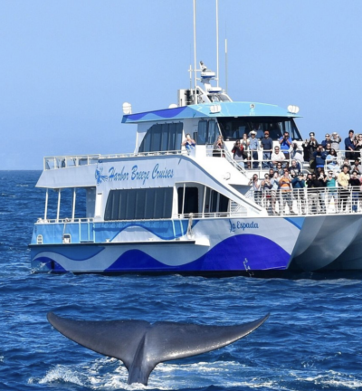Whale emerging from the ocean during a guided tour