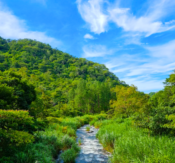 Lush greenery and tropical nature surrounding Panama.