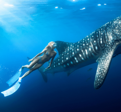 Snorkeler swimming alongside a whale shark in clear ocean water